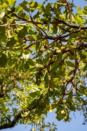 Afrique-de-lOuest;Afrique-subsaharienne;Agroforesterie;Arbre-de-savane;Bénin;Botanique;Beurre-de-karité;Butyrospermum-parkii;Donga;Feuillage;Fruit;Jeune-fruit;Kaleidos;Kaleidos-images;Karité;La-parole-à-limage;Nature;Photographie-documentaire;Ressource-naturelle;Savane-ouest-africaine;Stories-Pictures;Tarek-Charara;Vitellaria-paradoxa