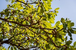 Afrique-de-lOuest;Afrique-subsaharienne;Agroforesterie;Arbre-de-savane;Bénin;Botanique;Beurre-de-karité;Butyrospermum-parkii;Donga;Feuillage;Fruit;Jeune-fruit;Kaleidos;Kaleidos-images;Karité;La-parole-à-limage;Nature;Photographie-documentaire;Ressource-naturelle;Savane-ouest-africaine;Stories-Pictures;Tarek-Charara;Vitellaria-paradoxa