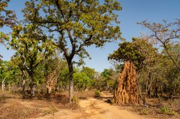 Afrique-de-lOuest;Afrique-subsaharienne;Arbre-de-savane;Benin;Beurre-de-Karité;Botanical;Botanique;Bénin;Donga;Dry-season;Kaleidos;Kaleidos-images;Karité;La-parole-à-limage;Landscape;Laterite-track;Natural-resource;Nature;Paysage;Piste;Ressource-naturelle;Saison-sèche;Savane-ouest-africaine;Savanna-tree;Shea-butter;Shea-tree;Stories-Pictures;Sub-Saharan-Africa;Tarek-Charara;Termite-Mound;Termitière;Vitellaria-paradoxa;Vitellaria-paradoxa-Benin;West-Africa;West-African-savanna;documentary-photography;photographie-documentaire-Afrique-de-lOuest;Afrique-subsaharienne;Arbre-de-savane;Benin;Beurre-de-Karit�;Botanical;Botanique;B�nin;Donga;Dry-season;Kaleidos;Kaleidos-images;Karit�;La-parole-�-limage;Landscape;Laterite-track;Natural-resource;Nature;Paysage;Piste;Ressource-naturelle;Saison-s�che;Savane-ouest-africaine;Savanna-tree;Shea-butter;Shea-tree;Stories-Pictures;Sub-Saharan-Africa;Tarek-Charara;Termite-Mound;Termiti�re;Vitellaria-paradoxa;Vitellaria-paradoxaBenin;West-Africa;West-African-savanna;documentary-photography;photographie-documentaire