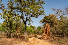 Afrique-de-lOuest;Afrique-subsaharienne;Arbre-de-savane;Benin;Beurre-de-Karité;Botanical;Botanique;Bénin;Donga;Dry-season;Kaleidos;Kaleidos-images;Karité;La-parole-à-limage;Landscape;Laterite-track;Natural-resource;Nature;Paysage;Piste;Ressource-naturelle;Saison-sèche;Savane-ouest-africaine;Savanna-tree;Shea-butter;Shea-tree;Stories-Pictures;Sub-Saharan-Africa;Tarek-Charara;Termite-Mound;Termitière;Vitellaria-paradoxa;Vitellaria-paradoxa-Benin;West-Africa;West-African-savanna;documentary-photography;photographie-documentaire-Afrique-de-lOuest;Afrique-subsaharienne;Arbre-de-savane;Benin;Beurre-de-Karit�;Botanical;Botanique;B�nin;Donga;Dry-season;Kaleidos;Kaleidos-images;Karit�;La-parole-�-limage;Landscape;Laterite-track;Natural-resource;Nature;Paysage;Piste;Ressource-naturelle;Saison-s�che;Savane-ouest-africaine;Savanna-tree;Shea-butter;Shea-tree;Stories-Pictures;Sub-Saharan-Africa;Tarek-Charara;Termite-Mound;Termiti�re;Vitellaria-paradoxa;Vitellaria-paradoxaBenin;West-Africa;West-African-savanna;documentary-photography;photographie-documentaire