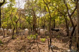 Afrique-de-lOuest;Afrique-subsaharienne;Agroforesterie;Arbre-de-savane;Benin;Beurre-de-Karité;Botanical;Botanique;Bénin;Changement-climatique;Climate-change;Donga;Dry-season;Kaleidos;Kaleidos-images;Karité;La-parole-à-limage;Landscape;Livestock;Natural-resource;Nature;Paysage;Ressource-naturelle;Saison-sèche;Savane-ouest-africaine;Savanna-tree;Shea-butter;Shea-tree;Stories-Pictures;Sub-Saharan-Africa;Tarek-Charara;Transhumance;Vitellaria-paradoxa;West-Africa;West-African-savanna;Zebu;Zébu-Agroforestry;documentary-photography;photographie-documentaire;Élevage-Afrique-de-lOuest;Afrique-subsaharienne;Agroforesterie;Arbre-de-savane;Benin;Beurre-de-Karit�;Botanical;Botanique;B�nin;Changement-climatique;Climate-change;Donga;Dry-season;Kaleidos;Kaleidos-images;Karit�;La-parole-�-limage;Landscape;Livestock;Natural-resource;Nature;Paysage;Ressource-naturelle;Saison-s�che;Savane-ouest-africaine;Savanna-tree;Shea-butter;Shea-tree;Stories-Pictures;Sub-Saharan-Africa;Tarek-Charara;Transhumance;Vitellaria-paradoxa;West-Africa;West-African-savanna;Zebu;Z�buAgroforestry;documentary-photography;photographie-documentaire;�levage