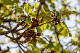 Afrique-de-lOuest;Afrique-subsaharienne;Agroforesterie;Arbre-de-savane;Bénin;Botanique;Beurre-de-karité;Butyrospermum-parkii;Cosmétique;Donga;Fruit;Inflorescence;Jeune-fruit;Kaleidos;Kaleidos-images;Karité;La-parole-à-limage;Nature;Nouaison;Photographie-documentaire;Ressource-naturelle;Savane-ouest-africaine;Stories-Pictures;Tarek-Charara;Vitellaria-paradoxa