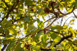 Afrique-de-lOuest;Afrique-subsaharienne;Agroforesterie;Arbre-de-savane;Bénin;Botanique;Beurre-de-karité;Butyrospermum-parkii;Cosmétique;Donga;Fruit;Inflorescence;Jeune-fruit;Kaleidos;Kaleidos-images;Karité;La-parole-à-limage;Nature;Nouaison;Photographie-documentaire;Ressource-naturelle;Savane-ouest-africaine;Stories-Pictures;Tarek-Charara;Vitellaria-paradoxa