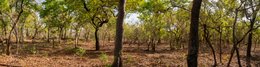 Afrique-de-lOuest;Afrique-subsaharienne;Agroforesterie;Agroforestry-parkland;Arbre-de-savane;Benin;Beurre-de-Karité;Botanical;Botanique;Bénin;Carbon-sink;Deforestation;Donga;Dry-season;Déforestation;Kaleidos;Kaleidos-images;Karité;La-parole-à-limage;Landscape;Natural-heritage;Natural-resource;Nature;Panorama;Parc-agroforestier;Patrimoine-naturel;Paysage;Ressource-naturelle;Saison-sèche;Savane-ouest-africaine;Savanna-tree;Shea-butter;Shea-tree;Stories-Pictures;Sub-Saharan-Africa;Tarek-Charara;Vitellaria-paradoxa;Vitellaria-paradoxa-Agroforestry;West-Africa;West-African-savanna;documentary-photography;photographie-documentaire-Afrique-de-lOuest;Afrique-subsaharienne;Agroforesterie;Agroforestry-parkland;Arbre-de-savane;Benin;Beurre-de-Karit�;Botanical;Botanique;B�nin;Carbon-sink;Deforestation;Donga;Dry-season;D�forestation;Kaleidos;Kaleidos-images;Karit�;La-parole-�-limage;Landscape;Natural-heritage;Natural-resource;Nature;Panorama;Parc-agroforestier;Patrimoine-naturel;Paysage;Ressource-naturelle;Saison-s�che;Savane-ouest-africaine;Savanna-tree;Shea-butter;Shea-tree;Stories-Pictures;Sub-Saharan-Africa;Tarek-Charara;Vitellaria-paradoxa;Vitellaria-paradoxaAgroforestry;West-Africa;West-African-savanna;documentary-photography;photographie-documentaire