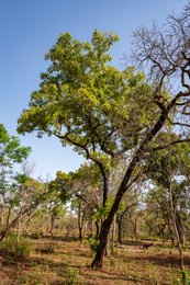 Afrique-de-lOuest;Afrique-subsaharienne;Arbre-de-savane;Benin;Beurre-de-Karité;Botanical;Botanique;Bénin;Donga;Feuillaison;Kaleidos;Kaleidos-images;Karité;La-parole-à-limage;Leaf-flush;Natural-resource;Nature;Phenology;Phénologie;Ressource-naturelle;Savane-ouest-africaine;Savanna-tree;Shea-butter;Shea-tree;Stories-Pictures;Sub-Saharan-Africa;Tarek-Charara;Tronc;Trunk;Vitellaria-paradoxa;Vitellaria-paradoxa-Benin;West-Africa;West-African-savanna;documentary-photography;photographie-documentaire-Afrique-de-lOuest;Afrique-subsaharienne;Arbre-de-savane;Benin;Beurre-de-Karit�;Botanical;Botanique;B�nin;Donga;Feuillaison;Kaleidos;Kaleidos-images;Karit�;La-parole-�-limage;Leaf-flush;Natural-resource;Nature;Phenology;Ph�nologie;Ressource-naturelle;Savane-ouest-africaine;Savanna-tree;Shea-butter;Shea-tree;Stories-Pictures;Sub-Saharan-Africa;Tarek-Charara;Tronc;Trunk;Vitellaria-paradoxa;Vitellaria-paradoxaBenin;West-Africa;West-African-savanna;documentary-photography;photographie-documentaire