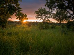 Afrique-de-lOuest;Afrique-subsaharienne;Arbre-de-savane;Bénin;Botanique;Beurre-de-karité;Butyrospermum-parkii;Contre-jour;Coucher-de-soleil;Donga;Herbe;Kaleidos;Kaleidos-images;Karité;La-parole-à-limage;Lumière;Nature;Paysage;Photographie-documentaire;Ressource-naturelle;Saison-des-pluies;Savane-ouest-africaine;Stories-Pictures;Tarek-Charara;Vitellaria-paradoxa