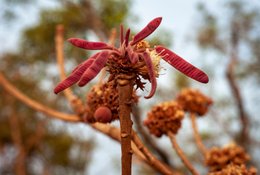 Afrique-de-lOuest;Afrique-subsaharienne;Arbre-de-savane;Bénin;Botanique;Beurre-de-karité;Butyrospermum-parkii;Donga;Feuillaison;Fleur;Inflorescence;Jeune-feuille;Kaleidos;Kaleidos-images;Karité;La-parole-à-limage;Nature;Phénologie;Photographie-documentaire;Ressource-naturelle;Rouge;Saison-sèche;Savane-ouest-africaine;Stories-Pictures;Tarek-Charara;Vitellaria-paradoxa