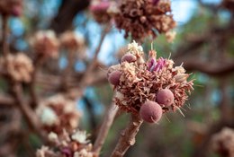 Afrique-de-lOuest;Afrique-subsaharienne;Arbre-de-savane;Bénin;Bokeh;Botanique;Beurre-de-karité;Butyrospermum-parkii;Bouton-floral;Donga;Fleur;Inflorescence;Kaleidos;Kaleidos-images;Karité;La-parole-à-limage;Macro;Nature;Phénologie;Photographie-documentaire;Ressource-naturelle;Savane-ouest-africaine;Stories-Pictures;Tarek-Charara;Texture;Vitellaria-paradoxa