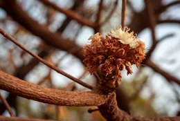 Afrique-de-lOuest;Afrique-subsaharienne;Arbre-de-savane;Bénin;Bokeh;Botanique;Beurre-de-karité;Butyrospermum-parkii;Donga;Fleur-blanche;Floraison;Inflorescence;Kaleidos;Kaleidos-images;Karité;La-parole-à-limage;Macro;Nature;Phénologie;Photographie-documentaire;Ressource-naturelle;Savane;Savane-ouest-africaine;Stories-Pictures;Tarek-Charara;Vitellaria-paradoxa
