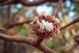 Afrique-de-lOuest;Afrique-subsaharienne;Arbre-de-savane;Bénin;Bokeh;Botanique;Beurre-de-karité;Butyrospermum-parkii;Donga;Fleur-blanche;Floraison;Inflorescence;Kaleidos;Kaleidos-images;Karité;La-parole-à-limage;Macro;Nature;Phénologie;Photographie-documentaire;Ressource-naturelle;Savane;Savane-ouest-africaine;Stories-Pictures;Tarek-Charara;Vitellaria-paradoxa