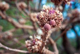 Afrique-de-lOuest;Afrique-subsaharienne;Arbre-de-savane;Bénin;Bokeh;Botanique;Beurre-de-karité;Butyrospermum-parkii;Bouton-floral;Donga;Fleur;Inflorescence;Kaleidos;Kaleidos-images;Karité;La-parole-à-limage;Macro;Nature;Phénologie;Photographie-documentaire;Ressource-naturelle;Savane-ouest-africaine;Stories-Pictures;Tarek-Charara;Texture;Vitellaria-paradoxa