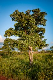 Afrique-de-lOuest;Afrique-subsaharienne;Agroforesterie;Arbre-de-savane;Bénin;Botanique;Beurre-de-karité;Butyrospermum-parkii;Donga;Herbe;Jeune-arbre;Kaleidos;Kaleidos-images;Karité;La-parole-à-limage;Lumière;Nature;Paysage;Photographie-documentaire;Ressource-naturelle;Saison-des-pluies;Savane-ouest-africaine;Stories-Pictures;Tarek-Charara;Vitellaria-paradoxa
