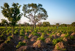 Afrique-de-lOuest;Afrique-subsaharienne;Agriculture;Agroforesterie;Arbre-de-savane;Bénin;Botanique;Beurre-de-karité;Butyrospermum-parkii;Champ;Culture-vivrière;Donga;Igname;Kaleidos;Kaleidos-images;Karité;La-parole-à-limage;Lumière;Nature;Paysage;Photographie-documentaire;Ressource-naturelle;Savane-ouest-africaine;Stories-Pictures;Tarek-Charara;Vitellaria-paradoxa