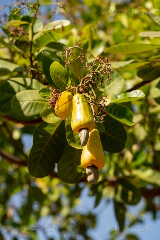 Agriculture;Anacardium occidentale;Benin;Botanical;Cashew apple;Cashew nut;Cashew tree;Documentary photography;Export crop;Farm economy;Fruit tree;Kaleidos;Kaleidos images;La parole à l'image;Nature;Smallholder farmer;Tarek Charara;Tropical fruit;Tropical vegetation;West Africa