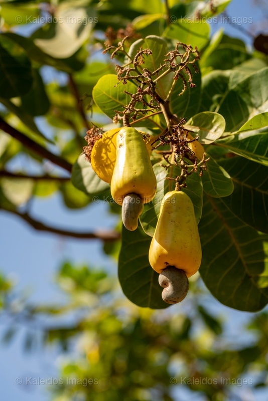 Agriculture;Anacardium occidentale;Benin;Botanical;Cashew apple;Cashew nut;Cashew tree;Documentary photography;Export crop;Farm economy;Fruit tree;Kaleidos;Kaleidos images;La parole à l'image;Nature;Smallholder farmer;Tarek Charara;Tropical fruit;Tropical vegetation;West Africa