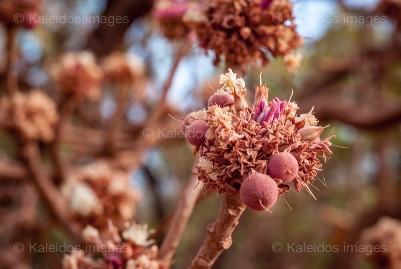 Africa;Benin;Butyrospermum parkii;Flowers;Kaleidos;Kaleidos images;La parole à l'image;Shea;Shea tree;Tarek Charara;Trees;Vitellaria paradoxa