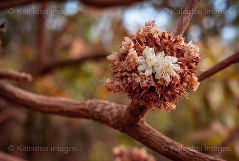 Africa;Benin;Butyrospermum parkii;Flowers;Kaleidos;Kaleidos images;La parole à l'image;Shea;Shea tree;Tarek Charara;Trees;Vitellaria paradoxa