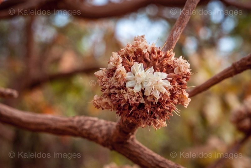 Africa;Benin;Butyrospermum parkii;Flowers;Kaleidos;Kaleidos images;La parole à l'image;Shea;Shea tree;Tarek Charara;Trees;Vitellaria paradoxa