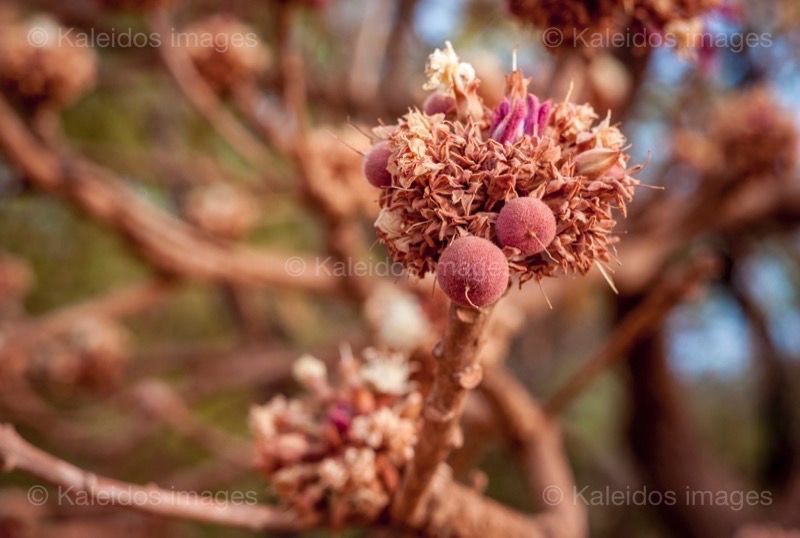 Africa;Benin;Butyrospermum parkii;Flowers;Kaleidos;Kaleidos images;La parole à l'image;Shea;Shea tree;Tarek Charara;Trees;Vitellaria paradoxa