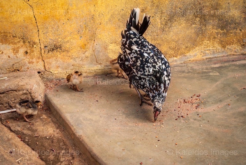 Africa;Benin;Chickens;Chicks;Gallus gallus domesticus;Hens;Kaleidos;Kaleidos images;La parole à l'image;Tarek Charara