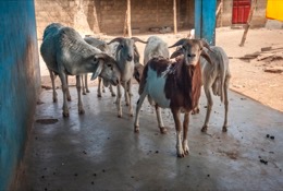Africa;Benin;Goats;Kaleidos;Kaleidos-images;La-parole-à-limage;Kilir;Rams;Royal-Palace-of-Djougou;Sheep;Tarek-Charara