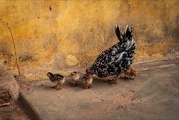 Africa;Benin;Chickens;Chicks;Gallus-gallus-domesticus;Hens;Kaleidos;Kaleidos-images;La-parole-à-limage;Tarek-Charara