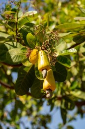 Agriculture;Anacardium-occidentale;Benin;Botanical;Cashew-apple;Cashew-nut;Cashew-tree;Documentary-photography;Export-crop;Farm-economy;Fruit-tree;Kaleidos;Kaleidos-images;La-parole-à-limage;Nature;Smallholder-farmer;Tarek-Charara;Tropical-fruit;Tropical-vegetation;West-Africa