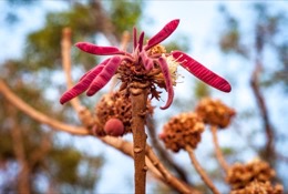 Africa;Benin;Butyrospermum-parkii;Flowers;Kaleidos;Kaleidos-images;La-parole-à-limage;Shea;Shea-tree;Tarek-Charara;Trees;Vitellaria-paradoxa