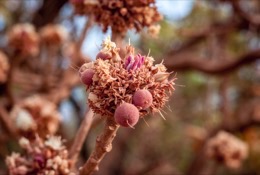 Africa;Benin;Butyrospermum-parkii;Flowers;Kaleidos;Kaleidos-images;La-parole-à-limage;Shea;Shea-tree;Tarek-Charara;Trees;Vitellaria-paradoxa