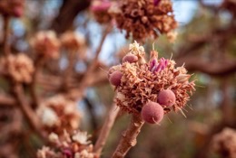Africa;Benin;Butyrospermum-parkii;Flowers;Kaleidos;Kaleidos-images;La-parole-à-limage;Shea;Shea-tree;Tarek-Charara;Trees;Vitellaria-paradoxa