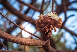 Africa;Benin;Butyrospermum-parkii;Flowers;Kaleidos;Kaleidos-images;La-parole-à-limage;Shea;Shea-tree;Tarek-Charara;Trees;Vitellaria-paradoxa