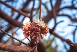 Africa;Benin;Butyrospermum-parkii;Flowers;Kaleidos;Kaleidos-images;La-parole-à-limage;Shea;Shea-tree;Tarek-Charara;Trees;Vitellaria-paradoxa