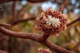 Africa;Benin;Butyrospermum-parkii;Flowers;Kaleidos;Kaleidos-images;La-parole-à-limage;Shea;Shea-tree;Tarek-Charara;Trees;Vitellaria-paradoxa