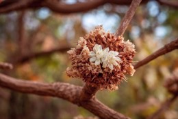 Africa;Benin;Butyrospermum-parkii;Flowers;Kaleidos;Kaleidos-images;La-parole-à-limage;Shea;Shea-tree;Tarek-Charara;Trees;Vitellaria-paradoxa