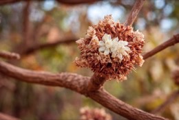 Africa;Benin;Butyrospermum-parkii;Flowers;Kaleidos;Kaleidos-images;La-parole-à-limage;Shea;Shea-tree;Tarek-Charara;Trees;Vitellaria-paradoxa