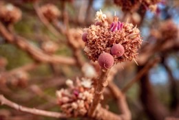 Africa;Benin;Butyrospermum-parkii;Flowers;Kaleidos;Kaleidos-images;La-parole-à-limage;Shea;Shea-tree;Tarek-Charara;Trees;Vitellaria-paradoxa