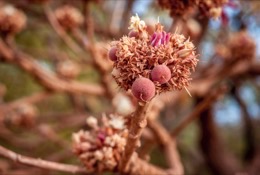 Africa;Benin;Butyrospermum-parkii;Flowers;Kaleidos;Kaleidos-images;La-parole-à-limage;Shea;Shea-tree;Tarek-Charara;Trees;Vitellaria-paradoxa