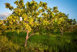 Afrique-de-lOuest;Afrique-subsaharienne;Agriculture;Anacardier;Anacardium-occidentale;Arbre-de-savane;Bénin;Botanique;Culture-dexportation;Donga;Herbe;Kaleidos;Kaleidos-images;La-parole-à-limage;Lumière;Nature;Noix-de-cajou;Paysage;Photographie-documentaire;Ressource-naturelle;Saison-des-pluies;Savane-ouest-africaine;Stories-Pictures;Tarek-Charara