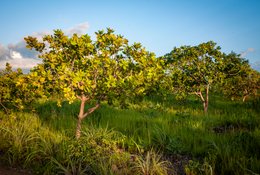 Afrique-de-lOuest;Afrique-subsaharienne;Agriculture;Anacardier;Anacardium-occidentale;Arbre-de-savane;Bénin;Botanique;Culture-dexportation;Donga;Herbe;Kaleidos;Kaleidos-images;La-parole-à-limage;Lumière;Nature;Noix-de-cajou;Paysage;Photographie-documentaire;Ressource-naturelle;Saison-des-pluies;Savane-ouest-africaine;Stories-Pictures;Tarek-Charara