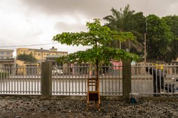 Benin;-Chair;-Cotonou;-Fence;-Gbegamey;-Greening;-Kaleidos;-Kaleidos-images;-La-parole-à-limage;-Planting;-Railway;-Stake;-Tarek-Charara;-Tree