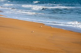 Afrique-de-lOuest;-Bécasseau-sanderling;-Bénin;-Comportement-animalier;-Cotonou;-Faune;-Fidjrossè;-Golfe-de-Guinée;-Kaleidos;-Kaleidos-images;-La-parole-à-limage;-Limicole;-Littoral;-Oiseau-de-rivage;-Plage;-Route-des-Pêches;-Sable-humide;-Stories-Pictures;-Tarek-Charara