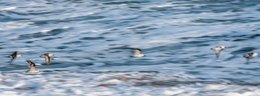 Afrique-de-lOuest;-Bécasseau-sanderling;-Bénin;-Comportement-grégaire;-Cotonou;-Fidjrossè;-Flou-de-mouvement;-Golfe-de-Guinée;-Houle;-Kaleidos;-Kaleidos-images;-La-parole-à-limage;-Limicole;-Littoral;-Océan-Atlantique;-Route-des-Pêches;-Stories-Pictures;-Tarek-Charara;-Vol-doiseaux