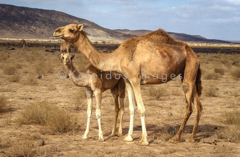 Africa;Desert;Deserts;Djibouti;Dromedaries;Dromedary;Kaleidos;Kaleidos images;Landscapes;Tarek Charara