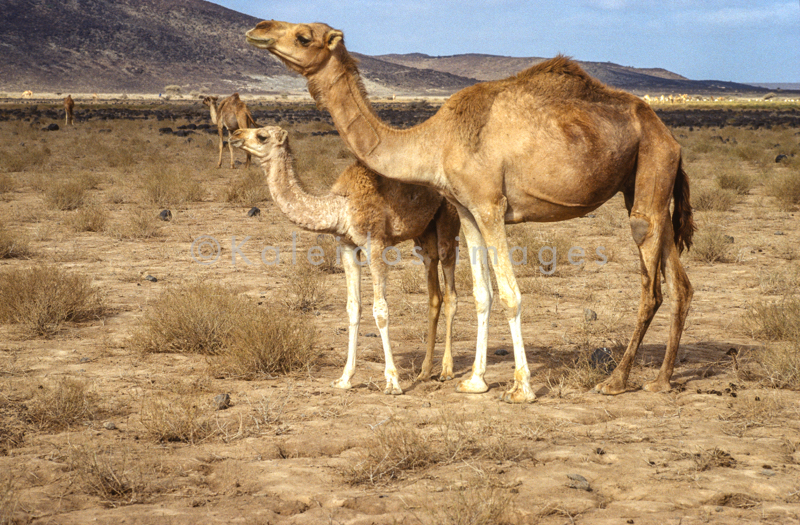 Africa;Desert;Deserts;Djibouti;Dromedaries;Dromedary;Kaleidos;Kaleidos images;Landscapes;Tarek Charara
