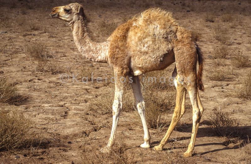 Africa;Desert;Deserts;Djibouti;Dromedaries;Dromedary;Kaleidos;Kaleidos images;Landscapes;Tarek Charara