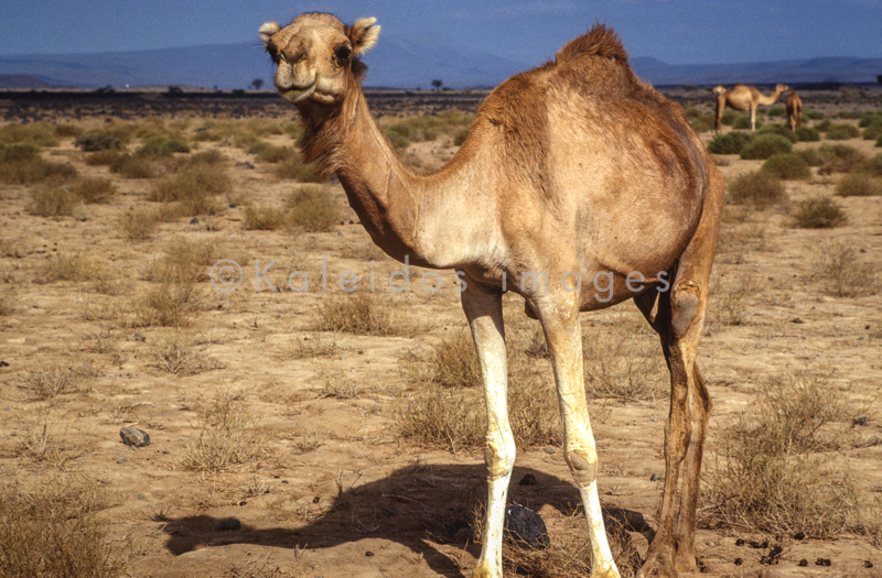 Africa;Desert;Deserts;Djibouti;Dromedaries;Dromedary;Kaleidos;Kaleidos images;Landscapes;Tarek Charara