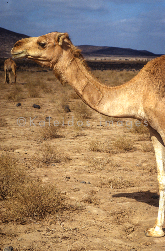Africa;Desert;Deserts;Djibouti;Dromedaries;Dromedary;Kaleidos;Kaleidos images;Landscapes;Tarek Charara