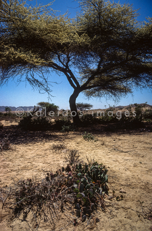 Acacia;Acacieae;Africa;Deserts;Djibouti;Kaleidos;Kaleidos images;Landscapes;Mimosoideae;Tarek Charara;Trees