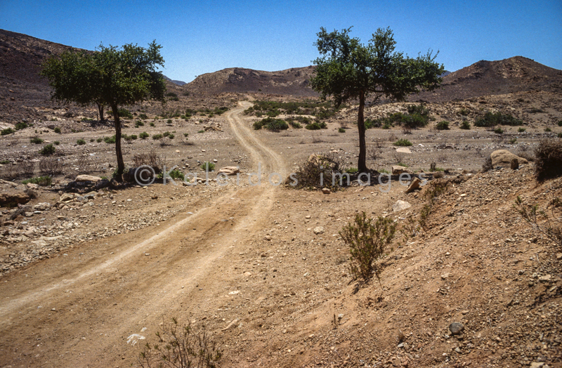 Acacia;Acacieae;Africa;Deserts;Djibouti;Kaleidos;Kaleidos images;Landscapes;Mimosoideae;Tarek Charara;Trees
