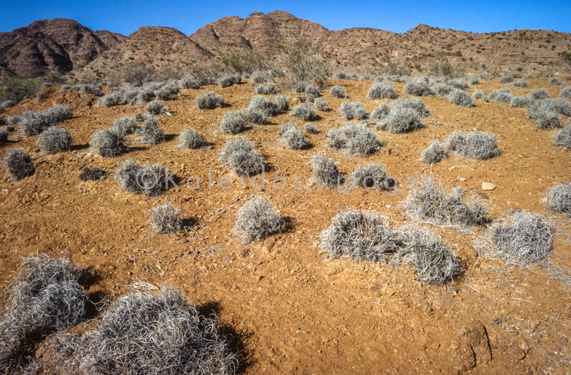 AfricaCymbopogon;Deserts;Djibouti;Kaleidos;Kaleidos images;Landscapes;Tarek Charara